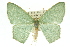  ( - 11ANIC-05212)  @14 [ ] CreativeCommons - Attribution (2011) ANIC/CBG Photography Group Centre for Biodiversity Genomics
