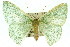  (Prasinocyma albicosta - 11ANIC-05338)  @15 [ ] CreativeCommons - Attribution (2011) ANIC/CBG Photography Group Centre for Biodiversity Genomics