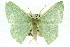  ( - 11ANIC-05343)  @15 [ ] CreativeCommons - Attribution (2011) ANIC/CBG Photography Group Centre for Biodiversity Genomics