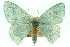  ( - 11ANIC-05350)  @11 [ ] CreativeCommons - Attribution (2011) ANIC/CBG Photography Group Centre for Biodiversity Genomics