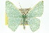 (Thalassodes dorsilinea - 11ANIC-05361)  @14 [ ] CreativeCommons - Attribution (2011) ANIC/CBG Photography Group Centre for Biodiversity Genomics