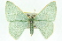  ( - 11ANIC-05363)  @11 [ ] CreativeCommons - Attribution (2011) ANIC/CBG Photography Group Centre for Biodiversity Genomics