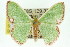  ( - 11ANIC-05379)  @15 [ ] CreativeCommons - Attribution (2011) ANIC/CBG Photography Group Centre for Biodiversity Genomics