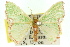  (Comibaena sp. ANIC1 - 11ANIC-05381)  @11 [ ] CreativeCommons - Attribution (2011) ANIC/CBG Photography Group Centre for Biodiversity Genomics