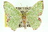  (Comibaena connata - 11ANIC-05383)  @15 [ ] CreativeCommons - Attribution (2011) ANIC/CBG Photography Group Centre for Biodiversity Genomics