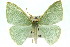  ( - 11ANIC-05414)  @14 [ ] CreativeCommons - Attribution (2011) ANIC/CBG Photography Group Centre for Biodiversity Genomics