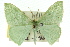  ( - 11ANIC-05442)  @13 [ ] CreativeCommons - Attribution (2011) ANIC/CBG Photography Group Centre for Biodiversity Genomics
