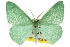  ( - 11ANIC-05444)  @11 [ ] CreativeCommons - Attribution (2011) ANIC/CBG Photography Group Centre for Biodiversity Genomics