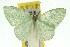  ( - 11ANIC-05447)  @11 [ ] CreativeCommons - Attribution (2011) ANIC/CBG Photography Group Centre for Biodiversity Genomics