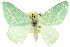  ( - 11ANIC-05476)  @11 [ ] CreativeCommons - Attribution (2011) ANIC/CBG Photography Group Centre for Biodiversity Genomics
