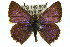  ( - 11ANIC-05551)  @13 [ ] CreativeCommons - Attribution (2011) ANIC/CBG Photography Group Centre for Biodiversity Genomics