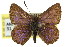  ( - 11ANIC-05554)  @13 [ ] CreativeCommons - Attribution (2011) ANIC/CBG Photography Group Centre for Biodiversity Genomics