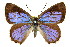  ( - 11ANIC-05580)  @14 [ ] CreativeCommons - Attribution (2011) ANIC/CBG Photography Group Centre for Biodiversity Genomics