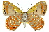  ( - 11ANIC-05581)  @12 [ ] CreativeCommons - Attribution (2011) ANIC/CBG Photography Group Centre for Biodiversity Genomics