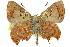  ( - 11ANIC-05582)  @12 [ ] CreativeCommons - Attribution (2011) ANIC/CBG Photography Group Centre for Biodiversity Genomics