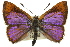  ( - 11ANIC-05583)  @11 [ ] CreativeCommons - Attribution (2011) ANIC/CBG Photography Group Centre for Biodiversity Genomics