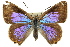  (Hypochrysops cyane - 11ANIC-05587)  @14 [ ] CreativeCommons - Attribution (2011) ANIC/CBG Photography Group Centre for Biodiversity Genomics