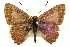  ( - 11ANIC-05593)  @12 [ ] CreativeCommons - Attribution (2011) ANIC/CBG Photography Group Centre for Biodiversity Genomics