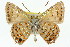  ( - 11ANIC-05594)  @11 [ ] CreativeCommons - Attribution (2011) ANIC/CBG Photography Group Centre for Biodiversity Genomics