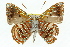  ( - 11ANIC-05596)  @11 [ ] CreativeCommons - Attribution (2011) ANIC/CBG Photography Group Centre for Biodiversity Genomics