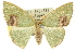  ( - 11ANIC-05625)  @13 [ ] CreativeCommons - Attribution (2011) ANIC/CBG Photography Group Centre for Biodiversity Genomics