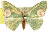  ( - 11ANIC-05627)  @11 [ ] CreativeCommons - Attribution (2011) ANIC/CBG Photography Group Centre for Biodiversity Genomics