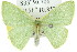 (Chloeres citrolimbaria - 11ANIC-05633)  @11 [ ] CreativeCommons - Attribution (2011) ANIC/CBG Photography Group Centre for Biodiversity Genomics