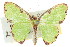 ( - 11ANIC-05678)  @11 [ ] CreativeCommons - Attribution (2011) ANIC/CBG Photography Group Centre for Biodiversity Genomics