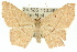  ( - 11ANIC-05727)  @14 [ ] CreativeCommons - Attribution (2011) ANIC/CBG Photography Group Centre for Biodiversity Genomics