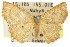  ( - 11ANIC-05737)  @11 [ ] CreativeCommons - Attribution (2011) ANIC/CBG Photography Group Centre for Biodiversity Genomics
