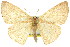 (Cyclophora obstataria - 11ANIC-05747)  @15 [ ] CreativeCommons - Attribution (2011) ANIC/CBG Photography Group Centre for Biodiversity Genomics