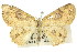  ( - 11ANIC-05748)  @11 [ ] CreativeCommons - Attribution (2011) ANIC/CBG Photography Group Centre for Biodiversity Genomics