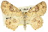  (Cyclophora frenaria - 11ANIC-05749)  @15 [ ] CreativeCommons - Attribution (2011) ANIC/CBG Photography Group Centre for Biodiversity Genomics