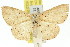  ( - 11ANIC-05752)  @11 [ ] CreativeCommons - Attribution (2011) ANIC/CBG Photography Group Centre for Biodiversity Genomics