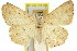  ( - 11ANIC-05753)  @11 [ ] CreativeCommons - Attribution (2011) ANIC/CBG Photography Group Centre for Biodiversity Genomics