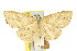  ( - 11ANIC-05755)  @11 [ ] CreativeCommons - Attribution (2011) ANIC/CBG Photography Group Centre for Biodiversity Genomics