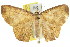  (Cyclophora sciota - 11ANIC-05756)  @11 [ ] CreativeCommons - Attribution (2011) ANIC/CBG Photography Group Centre for Biodiversity Genomics
