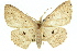  (Cyclophora lechriostropha - 11ANIC-05761)  @11 [ ] CreativeCommons - Attribution (2011) ANIC/CBG Photography Group Centre for Biodiversity Genomics