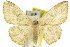  ( - 11ANIC-05775)  @11 [ ] CreativeCommons - Attribution (2011) ANIC/CBG Photography Group Centre for Biodiversity Genomics