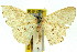  ( - 11ANIC-05780)  @11 [ ] CreativeCommons - Attribution (2011) ANIC/CBG Photography Group Centre for Biodiversity Genomics