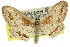  ( - 11ANIC-05795)  @11 [ ] CreativeCommons - Attribution (2011) ANIC/CBG Photography Group Centre for Biodiversity Genomics