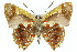  ( - 11ANIC-05809)  @11 [ ] CreativeCommons - Attribution (2011) ANIC/CBG Photography Group Centre for Biodiversity Genomics