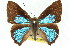  ( - 11ANIC-05810)  @11 [ ] CreativeCommons - Attribution (2011) ANIC/CBG Photography Group Centre for Biodiversity Genomics