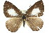  ( - 11ANIC-05824)  @14 [ ] CreativeCommons - Attribution (2011) ANIC/CBG Photography Group Centre for Biodiversity Genomics