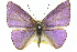  ( - 11ANIC-05827)  @11 [ ] CreativeCommons - Attribution (2011) ANIC/CBG Photography Group Centre for Biodiversity Genomics