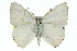  ( - 11ANIC-05840)  @13 [ ] CreativeCommons - Attribution (2011) ANIC/CBG Photography Group Centre for Biodiversity Genomics