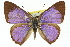  ( - 11ANIC-05842)  @11 [ ] CreativeCommons - Attribution (2011) ANIC/CBG Photography Group Centre for Biodiversity Genomics