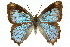  (Ogyris aenone - 11ANIC-05881)  @11 [ ] CreativeCommons - Attribution (2011) ANIC/CBG Photography Group Centre for Biodiversity Genomics
