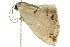  ( - 11ANIC-05911)  @12 [ ] CreativeCommons - Attribution (2011) ANIC/CBG Photography Group Centre for Biodiversity Genomics