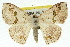  ( - 11ANIC-05913)  @14 [ ] CreativeCommons - Attribution (2011) ANIC/CBG Photography Group Centre for Biodiversity Genomics